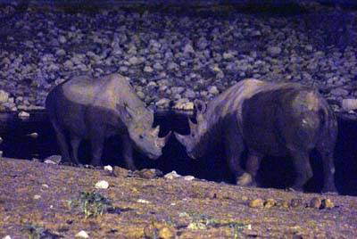 Rhinos At Night